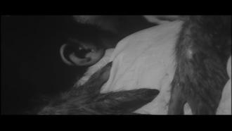 映画|怪猫 呪いの沼 (41) 画像